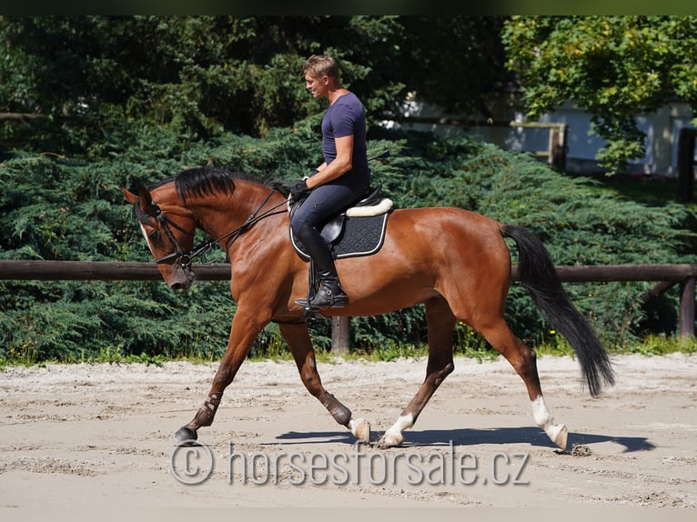 Czech Warmblood Mare 7 years 16,2 hh Brown in Pilsen