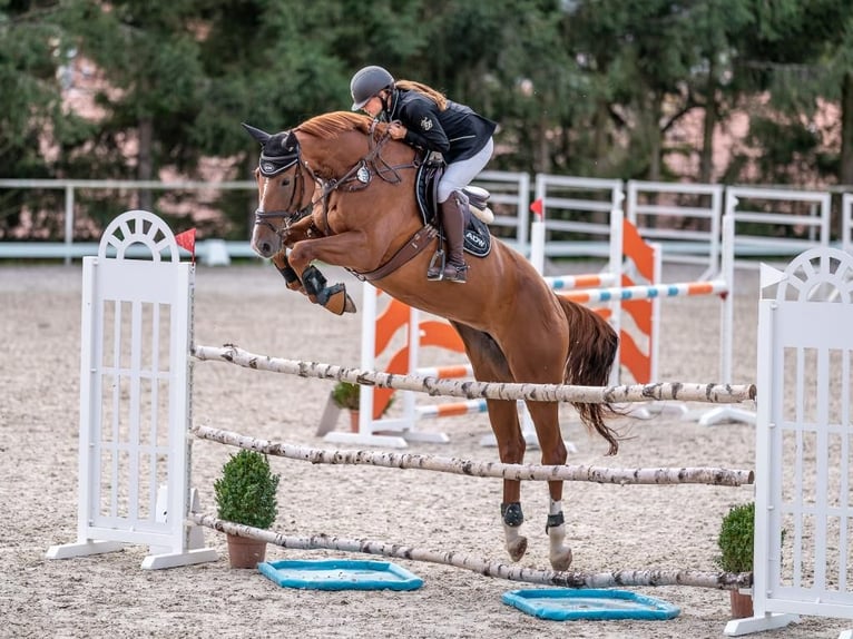 Czech Warmblood Mare 7 years 16,3 hh Chestnut in Prague