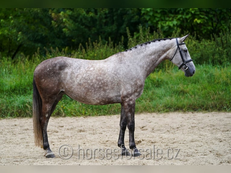 Czech Warmblood Mare 7 years 16,3 hh Gray in Ceske Budejovice, Tschechien