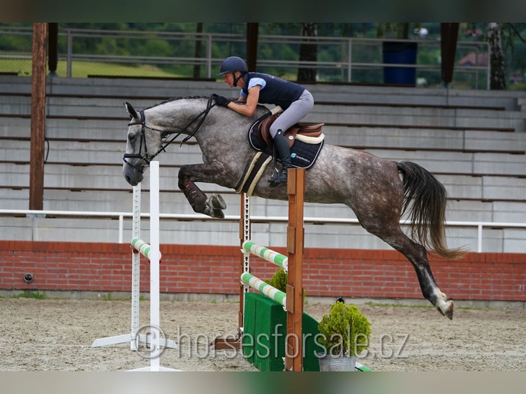 Czech Warmblood Mare 7 years 16,3 hh Gray in Ceske Budejovice, Tschechien