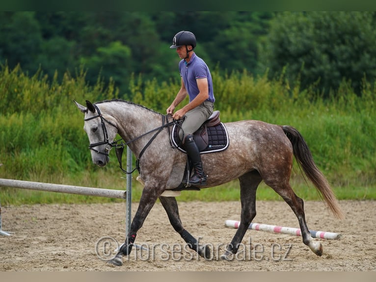 Czech Warmblood Mare 7 years 16,3 hh Gray in Ceske Budejovice, Tschechien