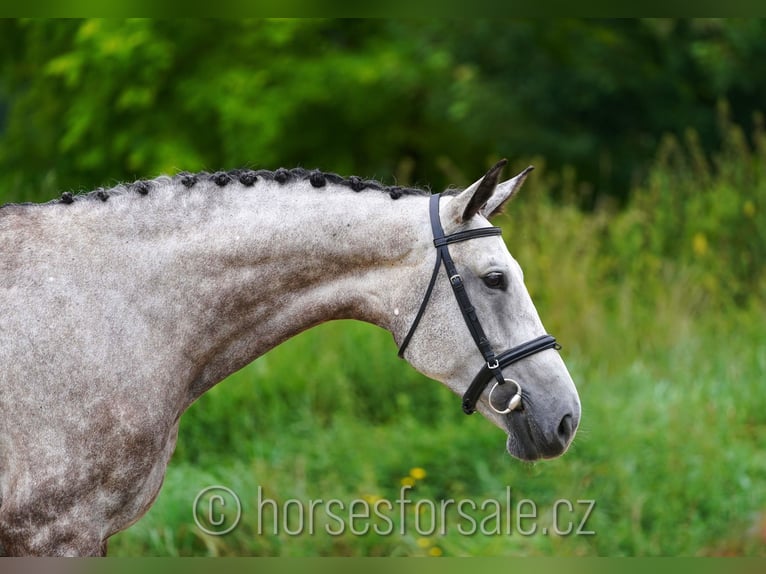 Czech Warmblood Mare 7 years 16,3 hh Gray in Ceske Budejovice, Tschechien