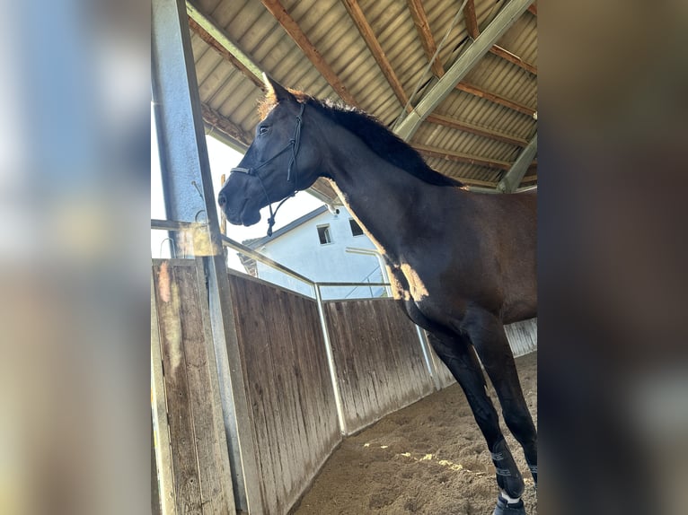 Czech Warmblood Mare 7 years 16 hh Bay-Dark in Abtwil