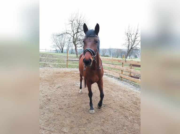 Czech Warmblood Mare 7 years 16 hh Brown in Inning am Holz