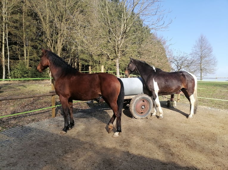 Czech Warmblood Mare 7 years 16 hh Brown in Inning am Holz