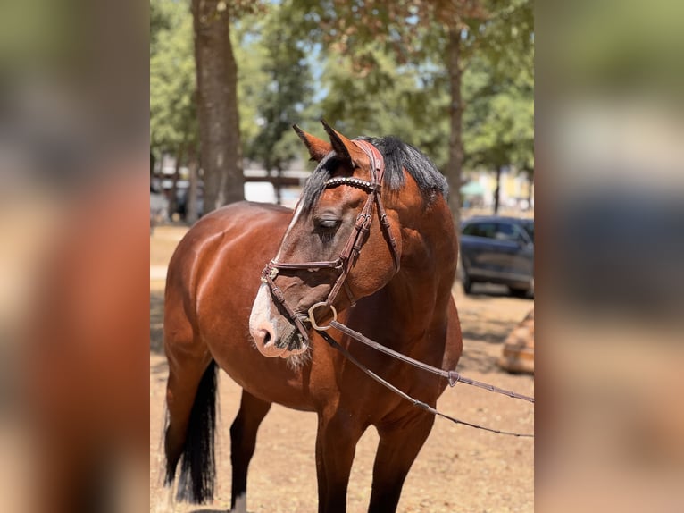 Czech Warmblood Mare 7 years 16 hh Brown in Ranshofen