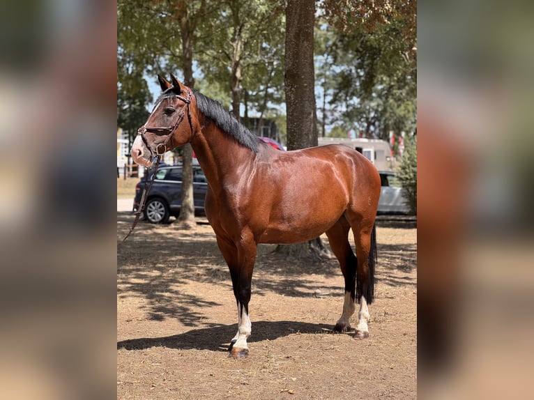 Czech Warmblood Mare 7 years 16 hh Brown in Schlins