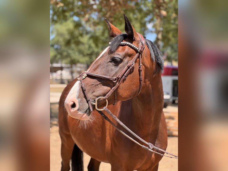 Czech Warmblood Mare 7 years 16 hh Brown in Schlins