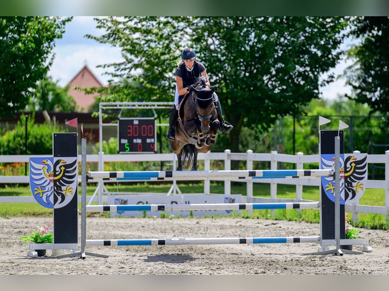 Czech Warmblood Mare 8 years 15,2 hh Bay in Bělov