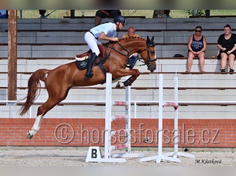 Czech Warmblood Mare 8 years 16.1 hh Chestnut-Red in Ceske Budejovice