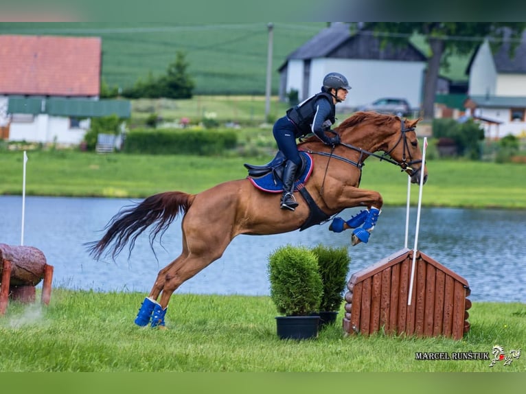 Czech Warmblood Mare 8 years 16,1 hh Chestnut-Red in Prag