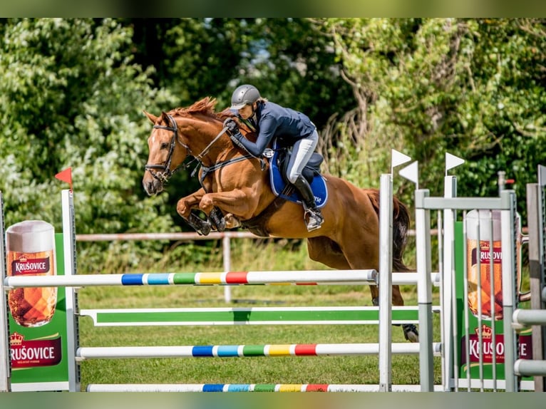 Czech Warmblood Mare 8 years 16,1 hh Chestnut-Red in Prag