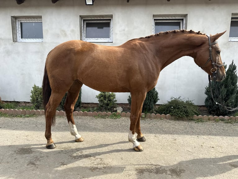 Czech Warmblood Mare 8 years 16,1 hh Chestnut-Red in Prag