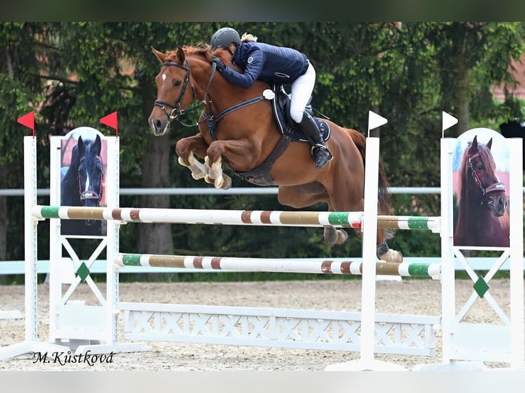 Czech Warmblood Mare 8 years 16,1 hh Chestnut-Red in Prag