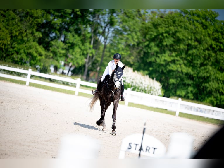 Czech Warmblood Mare 8 years 16,1 hh Gray in Gdańsk