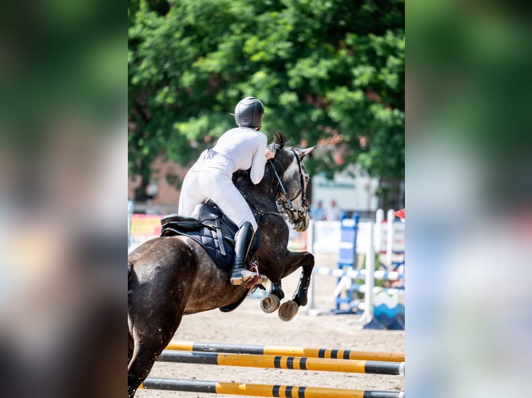 Czech Warmblood Mare 8 years 16,1 hh Gray in Gdańsk