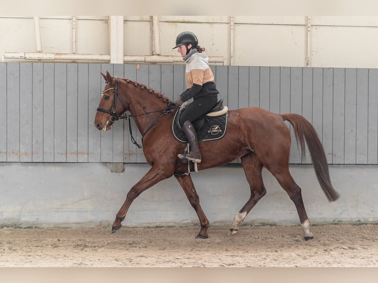 Czech Warmblood Mare 8 years 16 hh Chestnut in Kromeriz