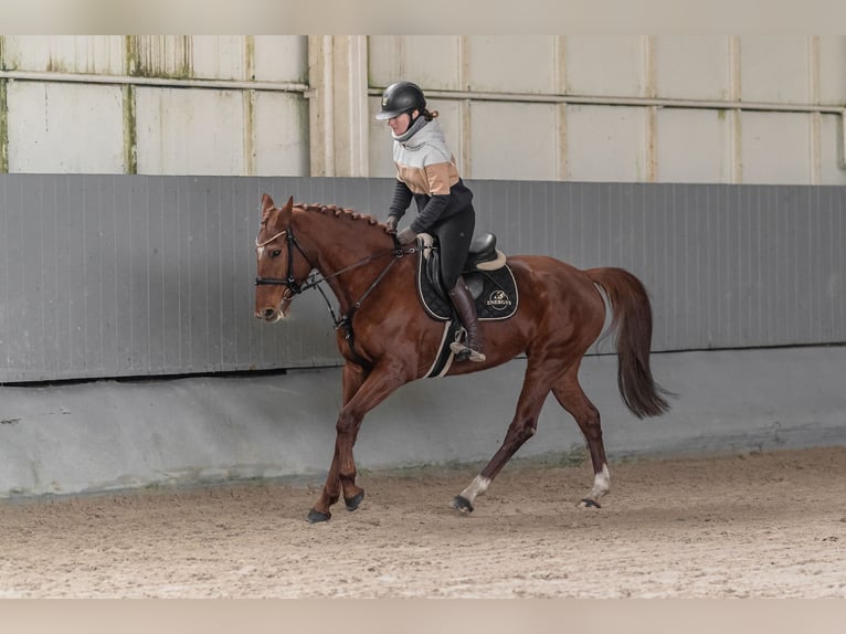 Czech Warmblood Mare 8 years 16 hh Chestnut in Kromeriz