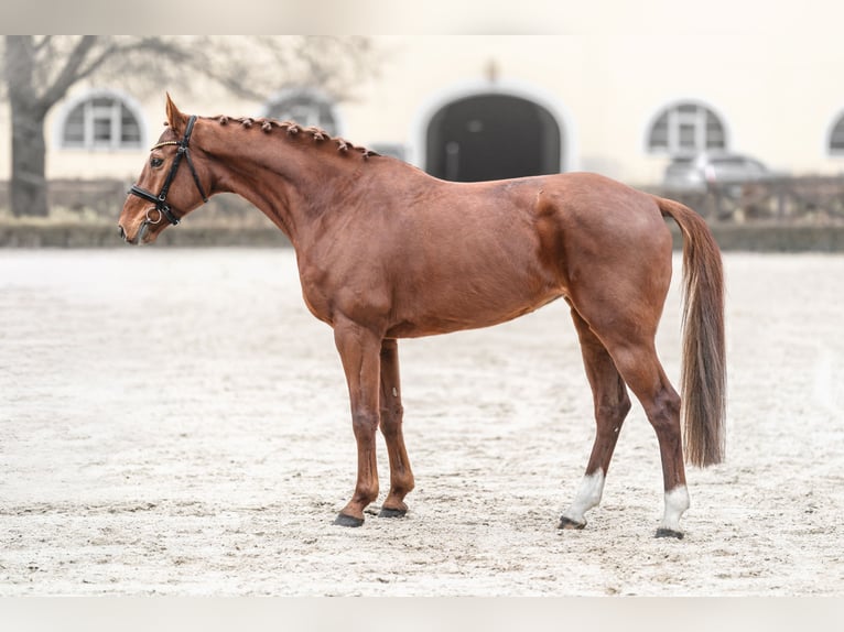 Czech Warmblood Mare 8 years 16 hh Chestnut in Kromeriz