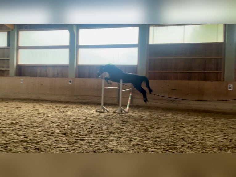 Czech Warmblood Mare 8 years 16,1 hh Black in Salzburg