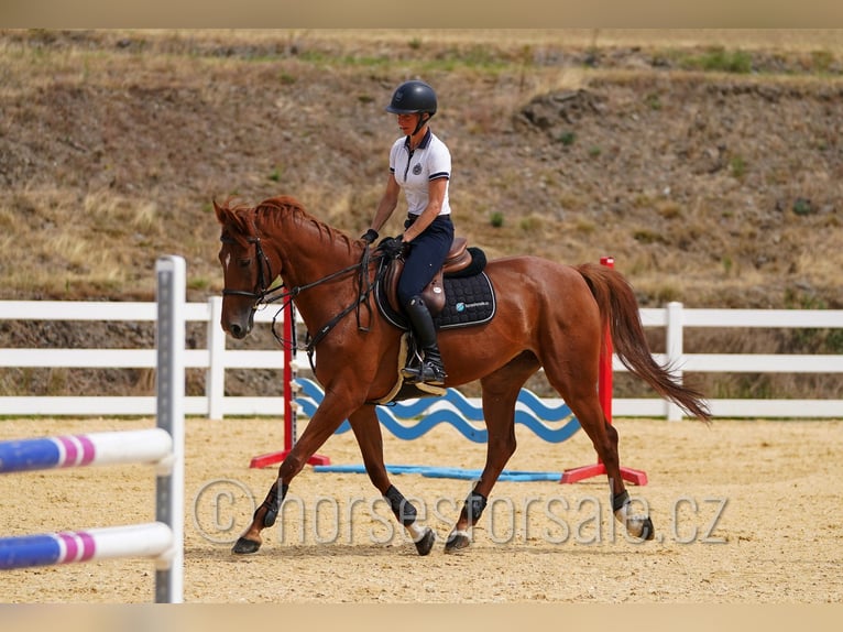 Czech Warmblood Mare 8 years 16,2 hh Chestnut-Red in Region Prag