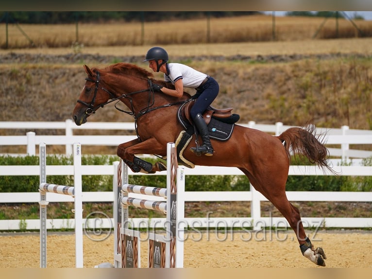 Czech Warmblood Mare 8 years 16,2 hh Chestnut-Red in Region Prag
