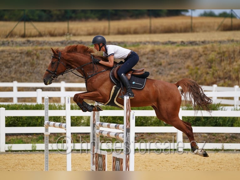 Czech Warmblood Mare 8 years 16,2 hh Chestnut-Red in Region Prag