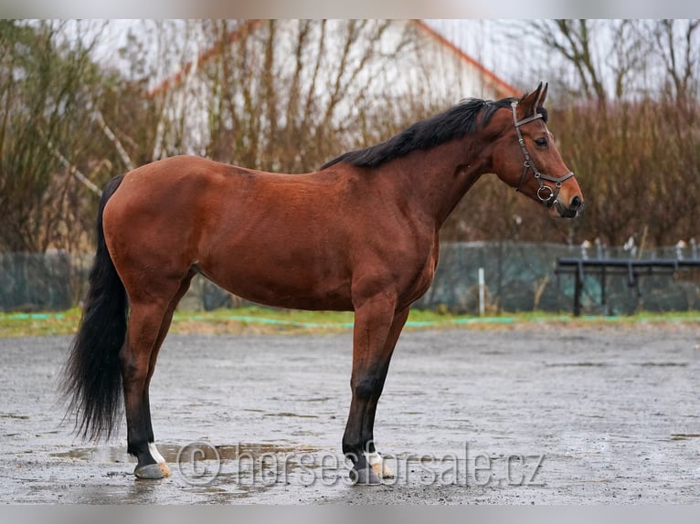 Czech Warmblood Mare 8 years 17 hh Brown in Prag