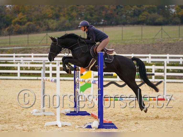Czech Warmblood Mare 9 years 16.1 hh Black in Ritka