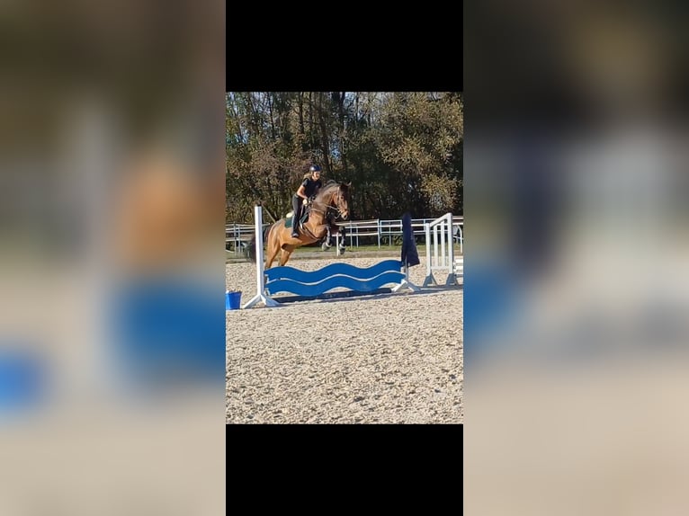 Czech Warmblood Mare 9 years 16.1 hh Brown in Dornbirn