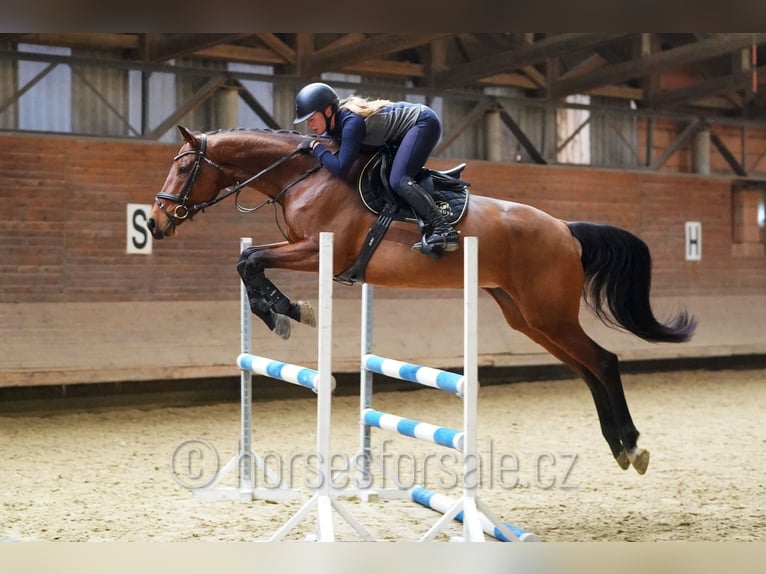 Czech Warmblood Mare 9 years 16,2 hh Brown in Brno