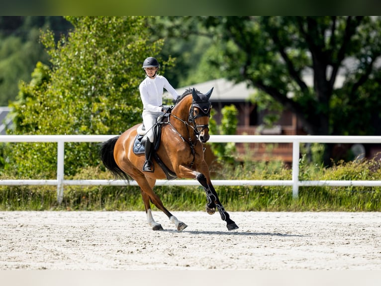 Czech Warmblood Mare 9 years 16.3 hh Bay in Prague
