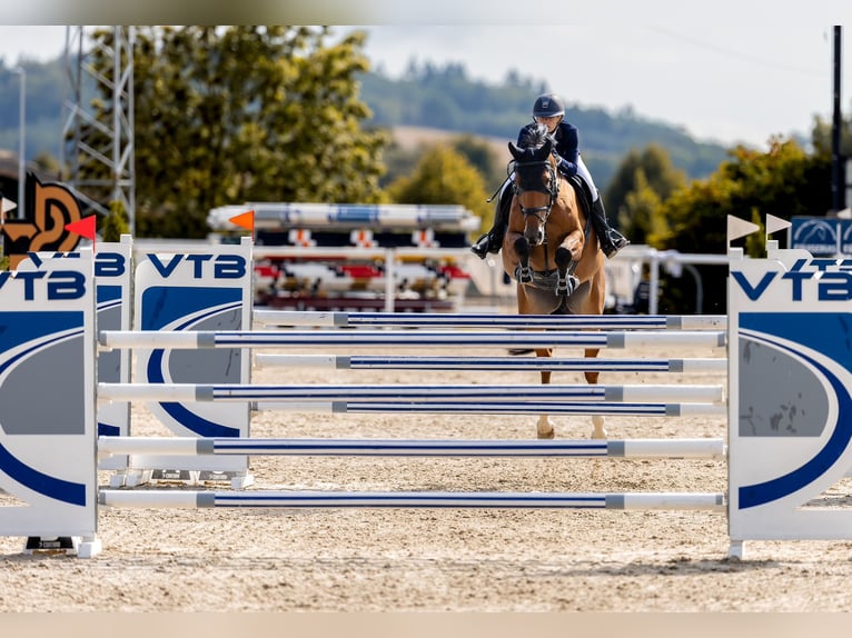 Czech Warmblood Mare 9 years 16.3 hh Bay in Prague