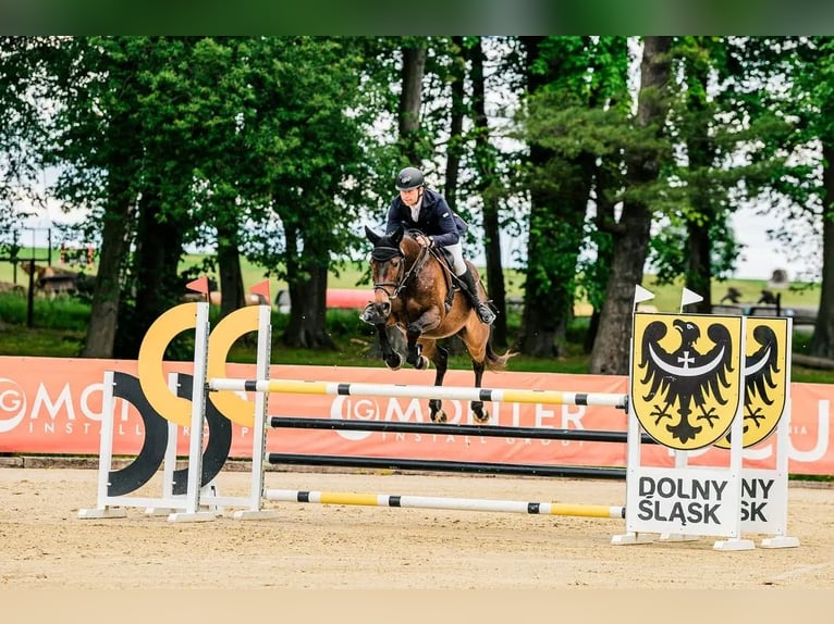 Czech Warmblood Mare 9 years 16 hh Brown in Mo&#x159;kov