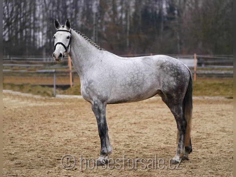 Czech Warmblood Mare 9 years 17 hh Gray in Tyn nad Vltavou