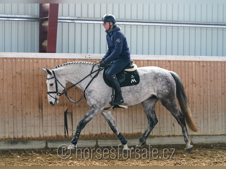 Czech Warmblood Mare 9 years 17 hh Gray in Tyn nad Vltavou