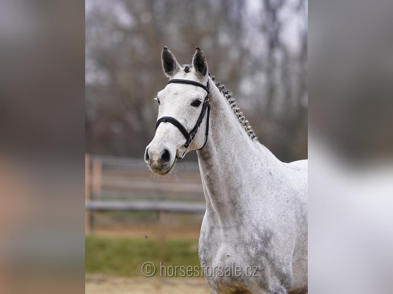 Czech Warmblood Mare 9 years 17 hh Gray in Tyn nad Vltavou