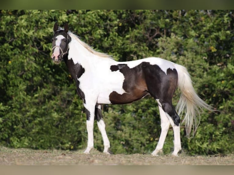 Czech Warmblood Stallion 1 year 16,2 hh Pinto in Alberndorf In Der Riedmark