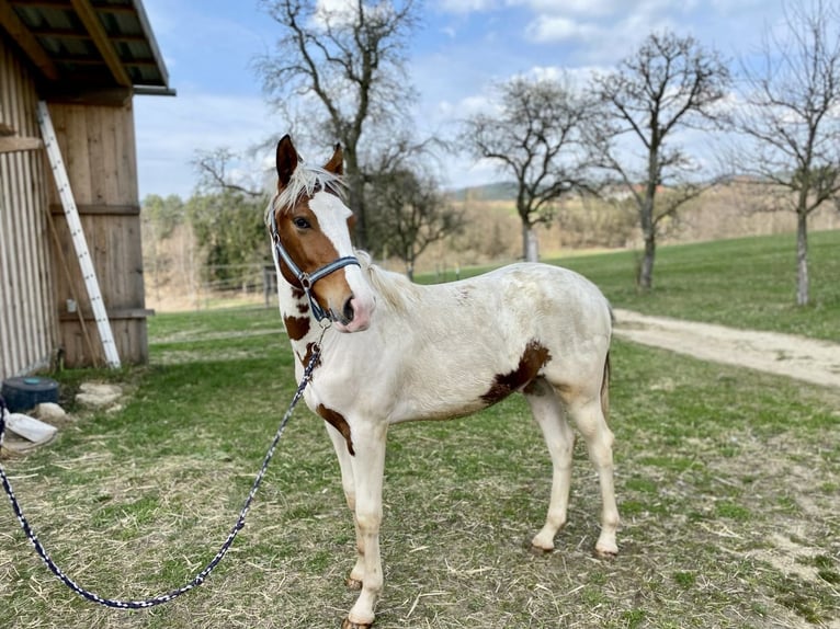 Czech Warmblood Stallion 1 year 16,2 hh Pinto in Alberndorf In Der Riedmark