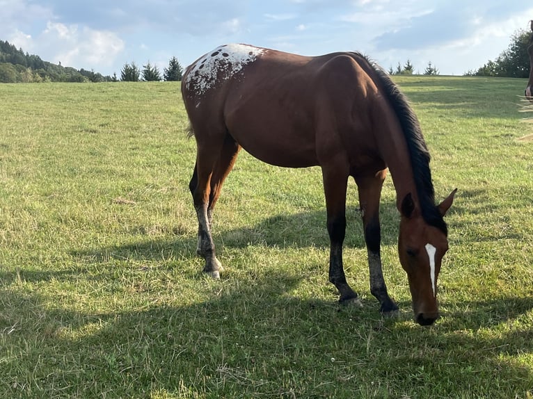 Czech Warmblood Stallion 1 year 16 hh Leopard-Piebald in Novy Jicin