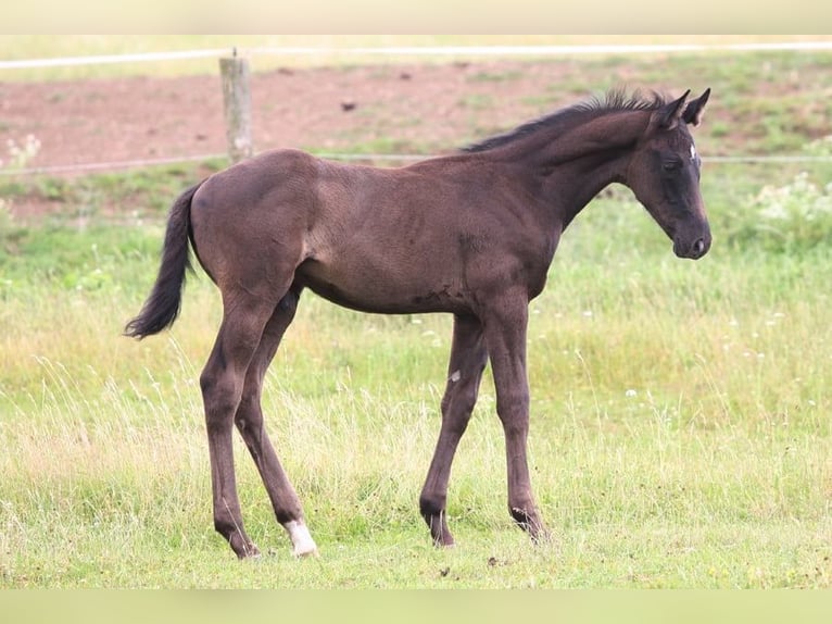 Czech Warmblood Mix Stallion 1 year Black in Pisek