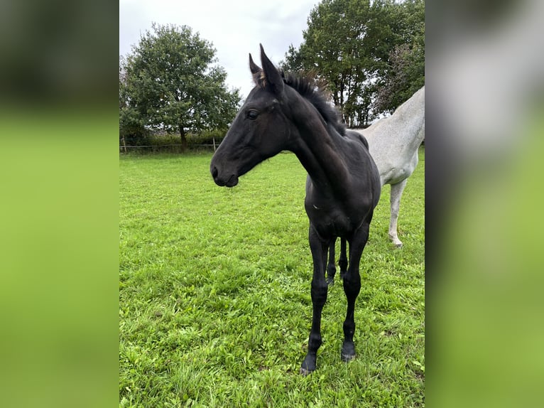 Czech Warmblood Stallion 1 year Can be white in Krsice