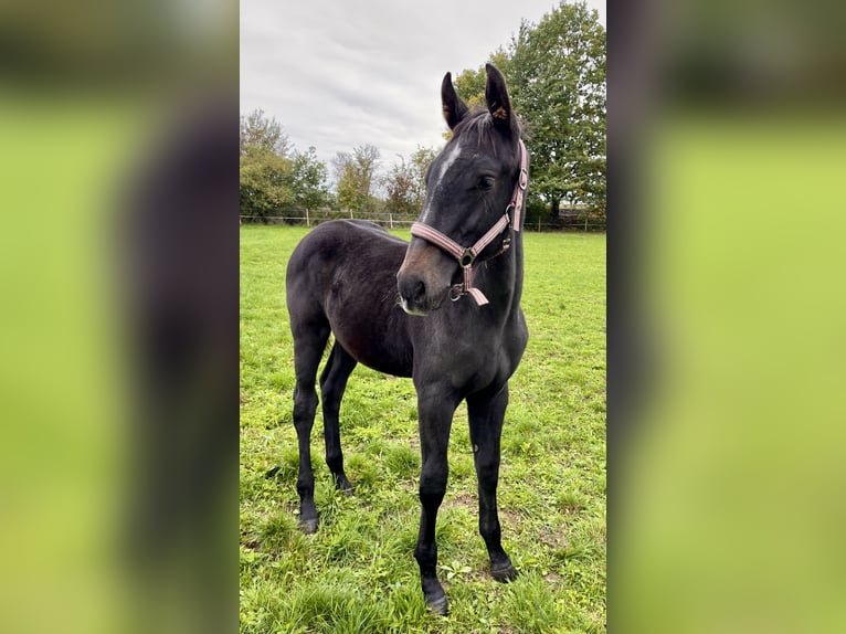 Czech Warmblood Stallion 1 year Can be white in Krsice