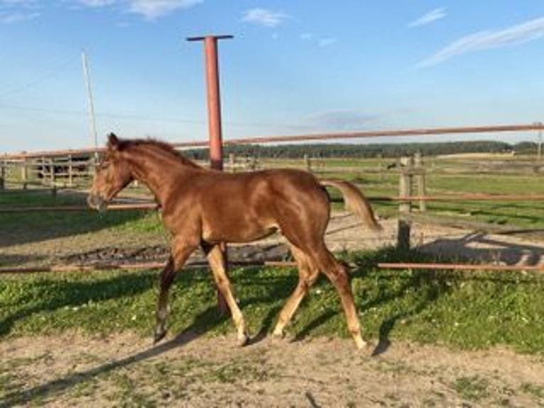 Czech Warmblood Stallion 1 year Chestnut in PRIBRAM