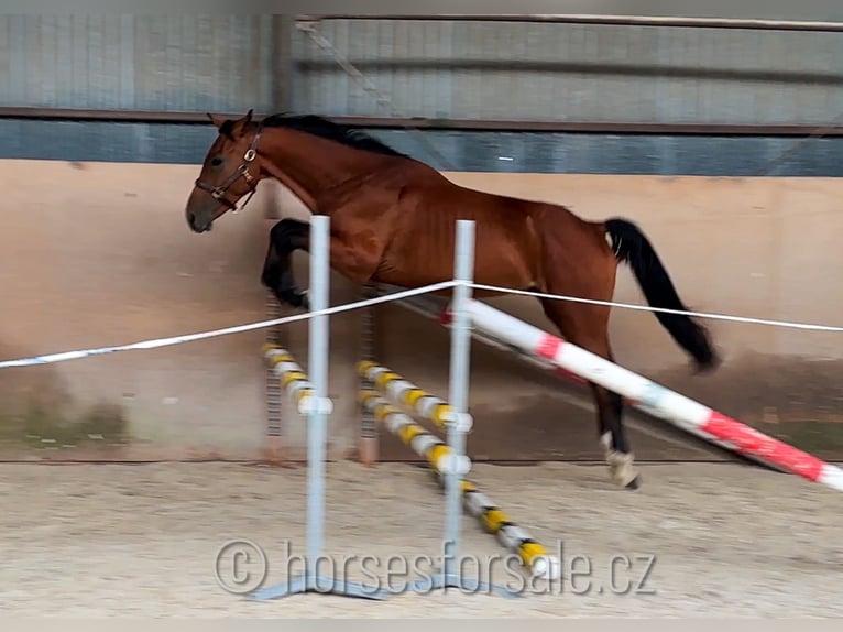 Czech Warmblood Stallion 2 years 16 hh Brown in Votice