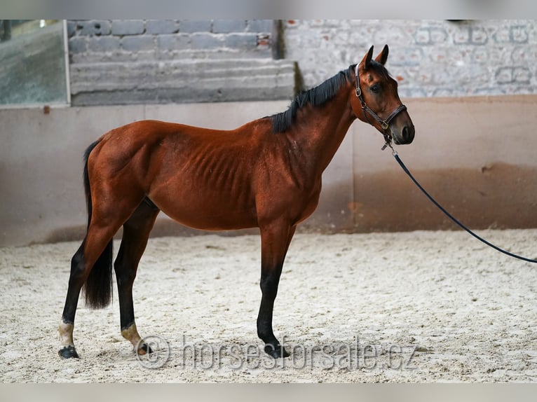 Czech Warmblood Stallion 2 years 16 hh Brown in Votice