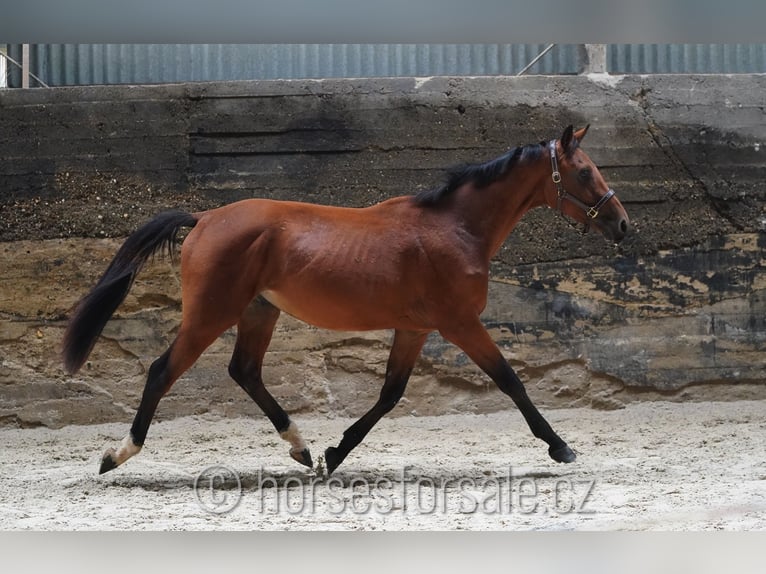 Czech Warmblood Stallion 3 years 16 hh Brown in Votice