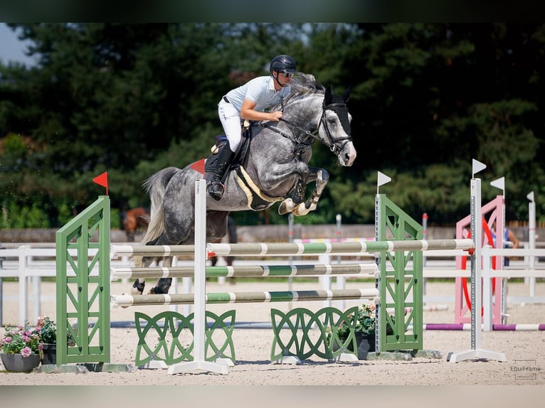 Czech Warmblood Stallion 6 years 16.2 hh Grey in Zruč nad Sázavou