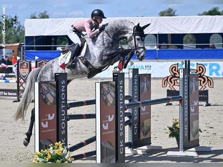 Czech Warmblood Stallion 7 years 16.2 hh  in Poxdorf