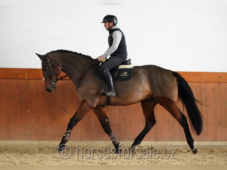 Czech Warmblood Stallion 9 years 17,1 hh Brown in Region Prag
